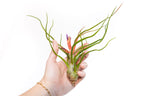 Large Tillandsia Air Plant Variety - Set of 10, 15, or 20 - 40% Off