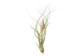 Large Tillandsia Butzii Air Plants / 6-9 Inch Plants
