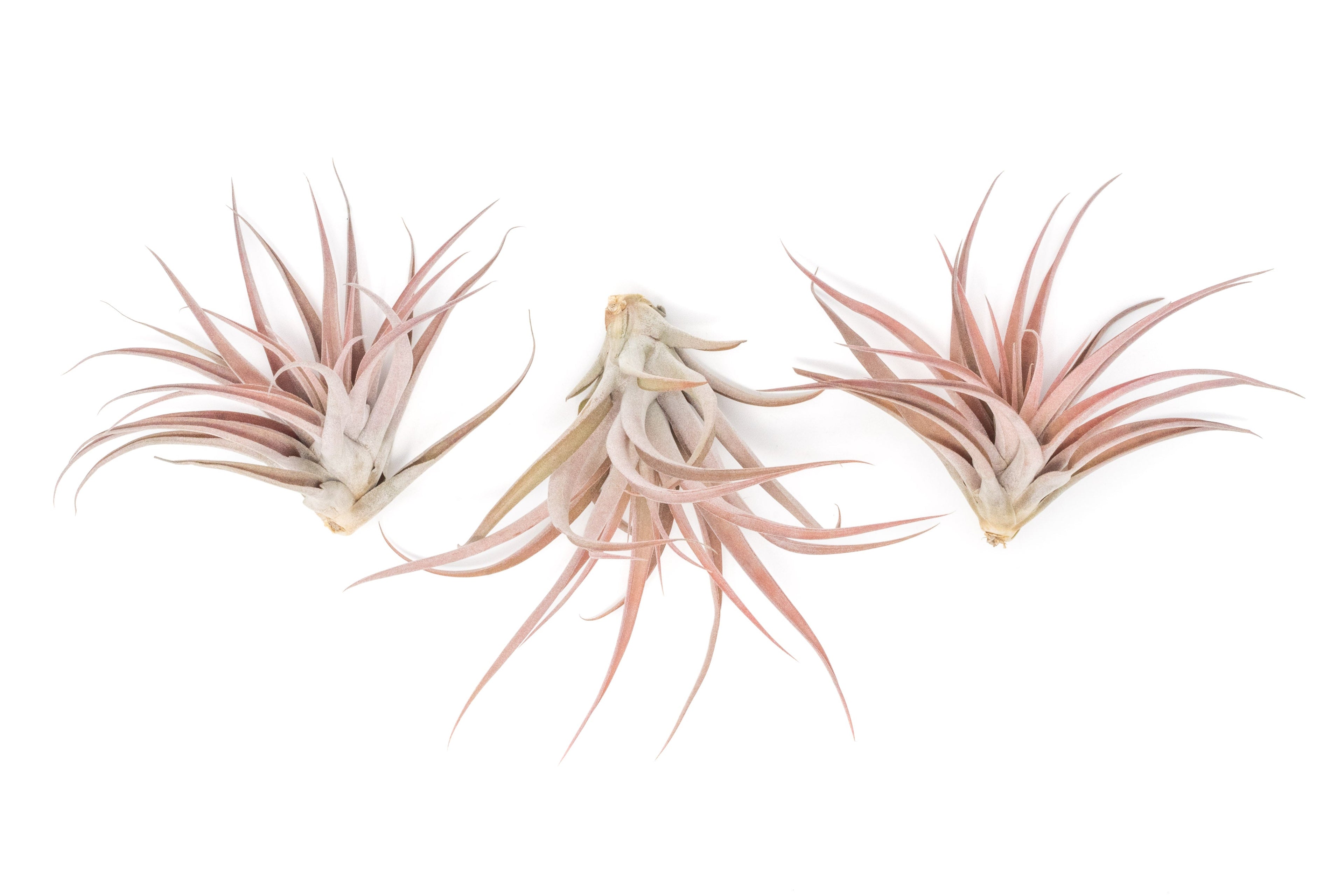Large Tillandsia Capitata Peach Air Plants / 4-6 Inch Plants