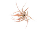 Large Tillandsia Capitata Peach - Set of  5, 10, or 20 Air Plants - 50% Off