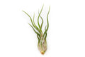 Tillandsia Caput Medusae Air Plants