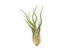 SALE - The Yucatan Collection of Tillandsia Air Plants - Set of 10 or 20 - 50% Off
