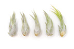 Tillandsia Circinata 'Paucifolia' Air Plants