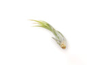 SALE - Tillandsia Circinata 'Paucifolia' Air Plants - Set of 10 or  20 - 60% Off