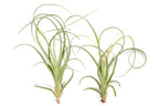 Tillandsia Curly Slim (T. Intermedia x T. Streptophylla) Air Plant