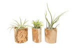 Driftwood Tillandsia Air Plant or Succulent Container