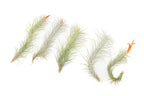 Tillandsia Funckiana Air Plants