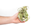 White Geometric Ceramic Container with Custom Premium Tillandsia Air Plant