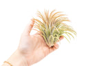 SALE - XL Tillandsia Ionantha Rubra Air Plants - Set of 10 or 20 - 40% Off