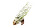 Large Tillandsia Juncea - Set of 10, 15 or 20 Air Plants - 50% Off