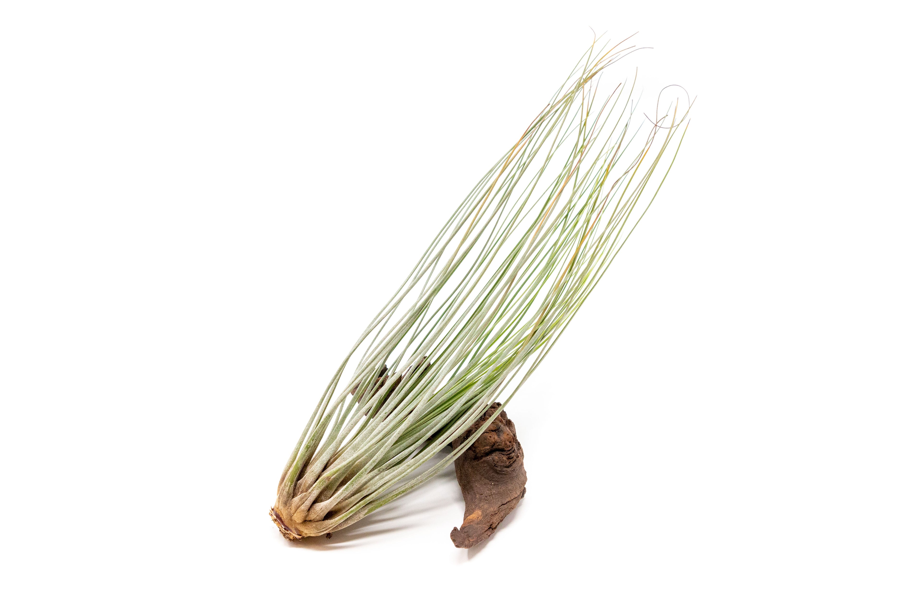 Large Tillandsia Juncea - Set of 10, 15 or 20 Air Plants - 50% Off