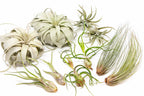 Large Tillandsia Air Plant Variety - Set of 10, 15, or 20 - 40% Off