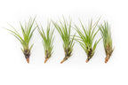Large Tillandsia Melanocrater Tricolor Air Plants / 6-8 Inch Plants