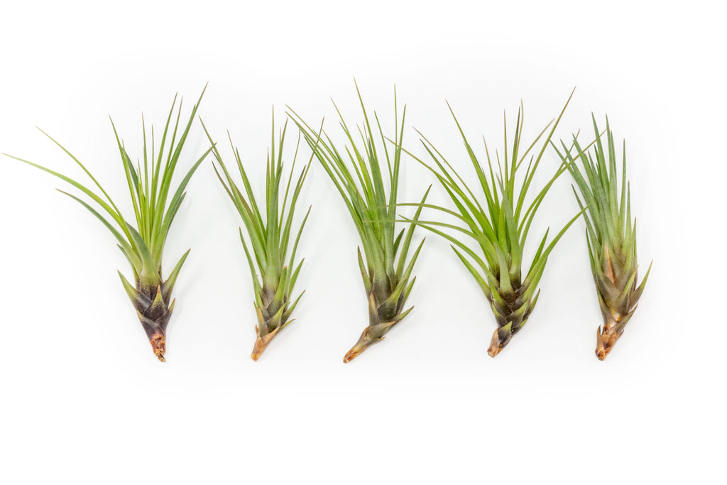 Tillandsia Melanocrater Tricolor Air Plants