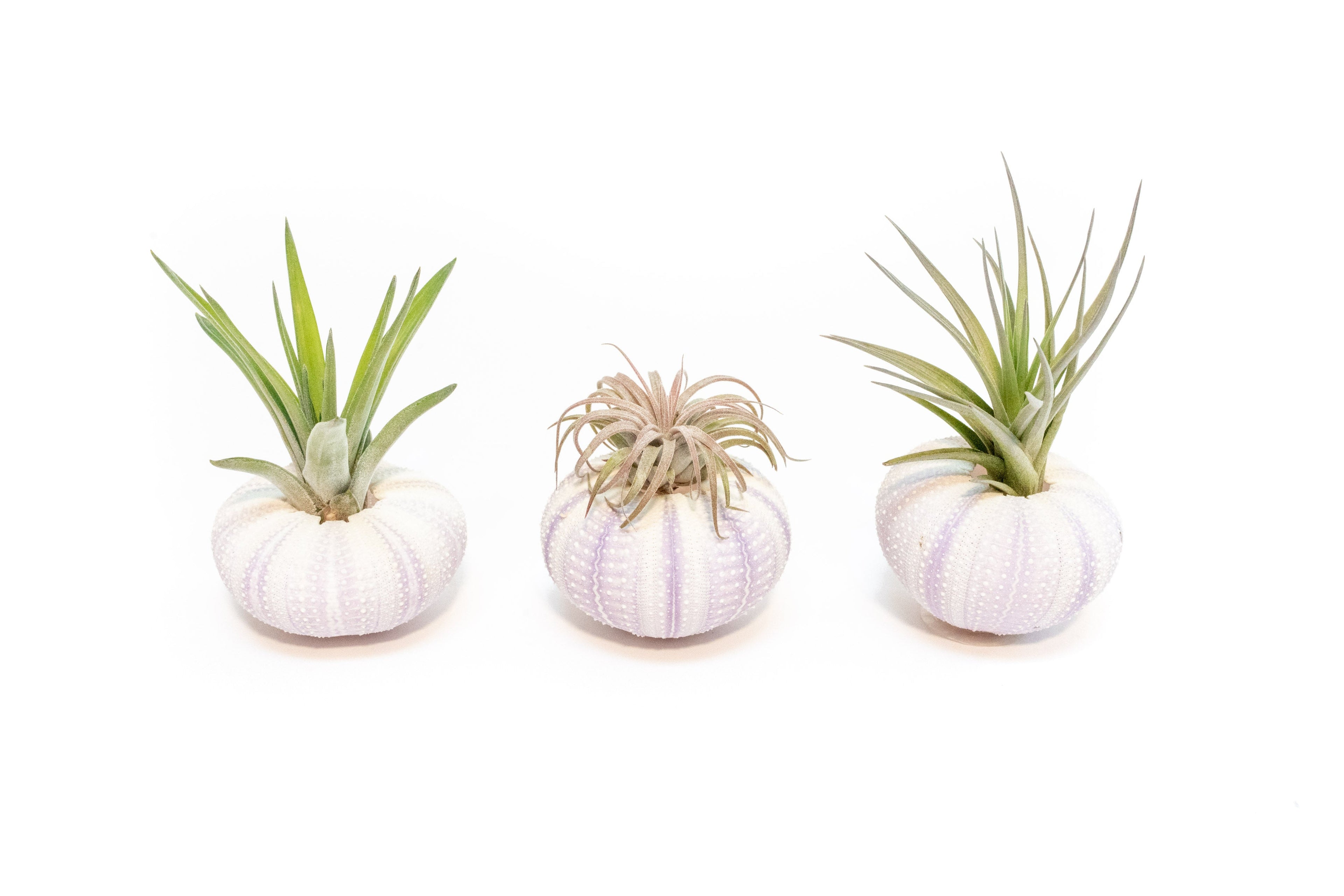 Purple Urchin with Tillandsia Air Plant