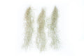 SALE - Tillandsia Guatemala Gray Spanish Moss - 1 Foot Clumps - Set of 3 or 6 Strands - 40% Off