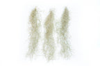SALE - Tillandsia Guatemala Gray Spanish Moss - 1 Foot Clumps - Set of 3 or 6 Strands - 40% Off