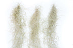 SALE - Tillandsia Guatemala Gray Spanish Moss - 1 Foot Clumps - Set of 3 or 6 Strands - 40% Off
