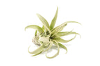 SALE - Tillandsia Streptophylla Air Plants - Set of 3 or 6 - 30% Off