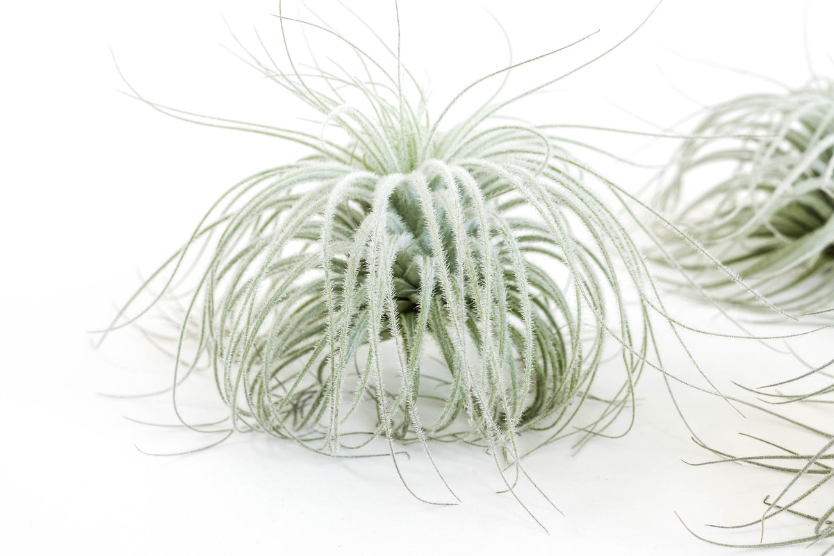 Tillandsia Tectorum | Fuzzy White Ecuador Air Plant – Maison Perrin