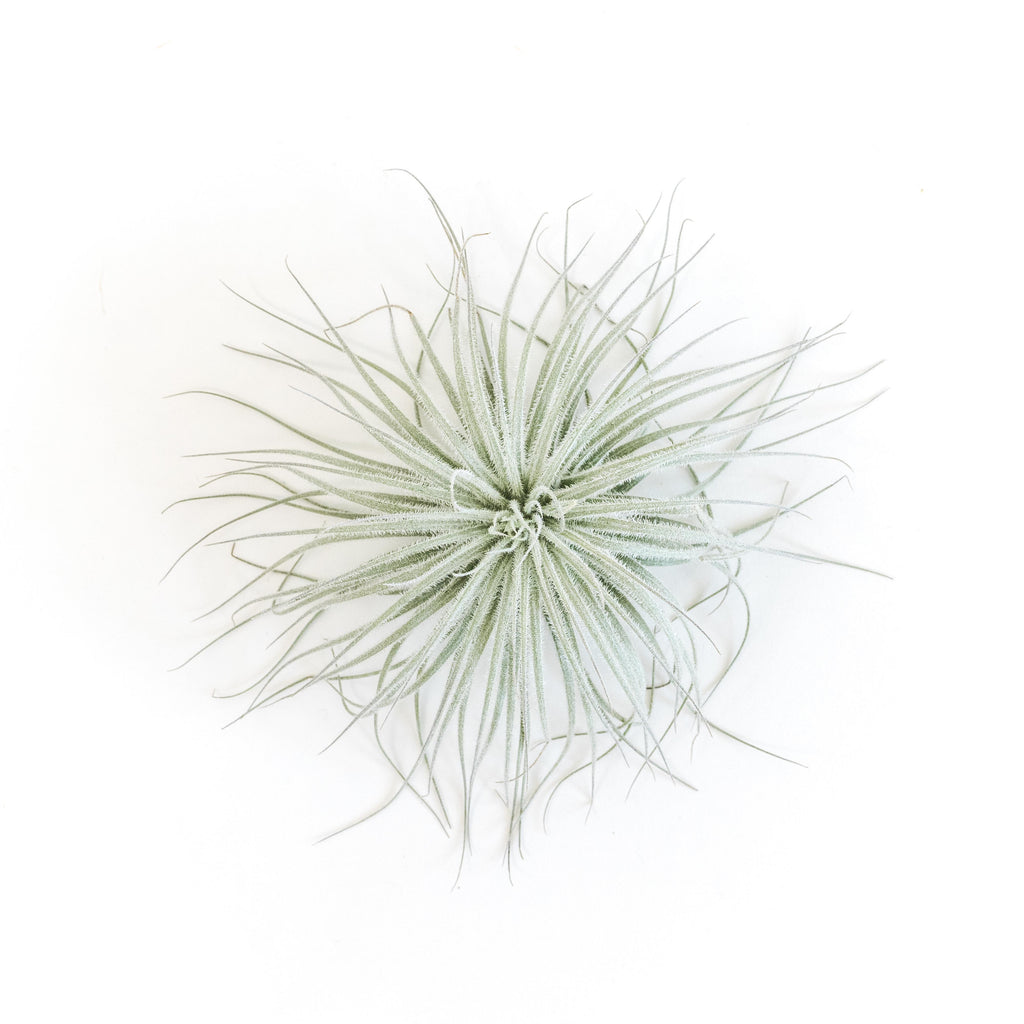 Tillandsia Tectorum Ecuador Air Plants