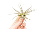 Tillandsia Tenuifolia Air Plants