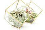 Heptahedron Geometric Glass Terrariums - Set of 2 - with Tillandsia Red Abdita, Ionantha and Small Xerographica