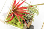 Heptahedron Geometric Glass Terrarium with Tillandsia Red Abdita and Ionantha Air Plants