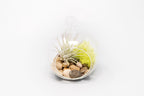 Set of 3 Stunning Hanging Glass Terrariums with Flat Bottoms