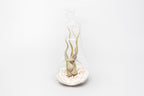Hanging Light Bulb Terrarium with Crushed White Stones and Tillandsia Air Plant