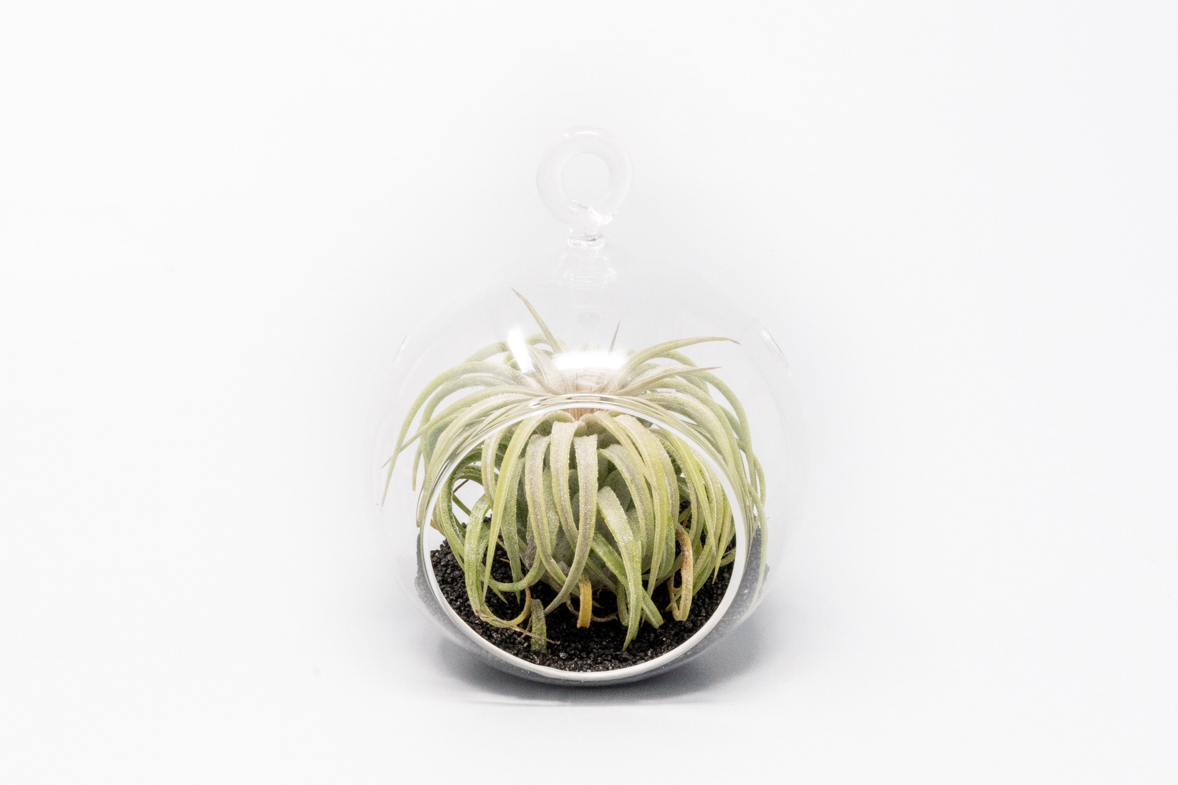 Mini Hanging Flat Bottom Beach Terrariums with White or Black Sand