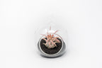 Mini Hanging Flat Bottom Beach Terrariums with White or Black Sand