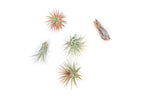 Tillandsia Ionantha Air Plant Variety