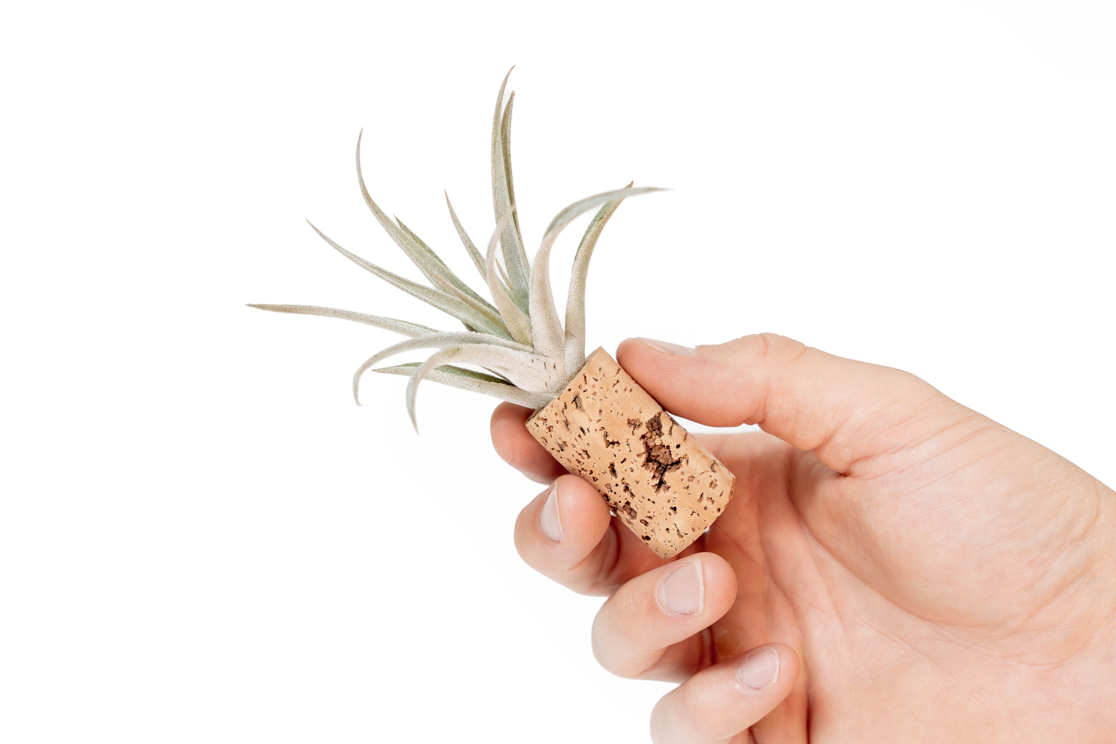 Magnetic Wine Corks with Assorted Tillandsia Air Plants - Set of 3, 6 or 9