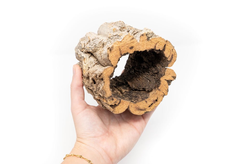 Natural Cork Bark Planters with Assorted Tillandsia Air Plants