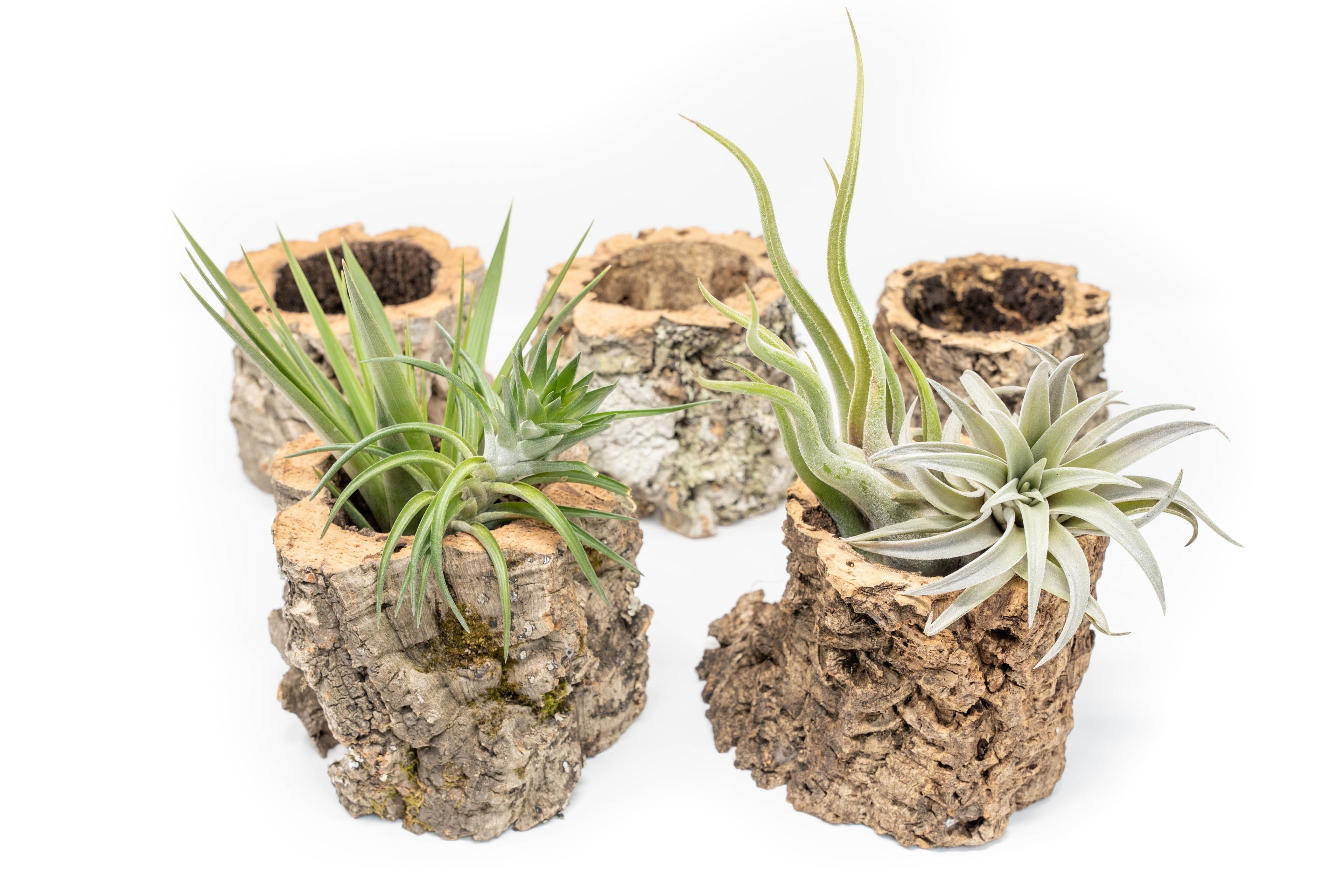 Natural Cork Bark Planters with Assorted Tillandsia Air Plants