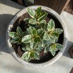 Titan XXL, Fiber Clay Pot, Hand-painted in Aged White or Aged Black, 28.3"D x 17"H