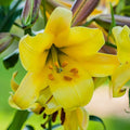 Lilium - Trumpet Lily Golden Splendor