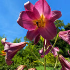 Lilium - Trumpet Lily Pink Perfection