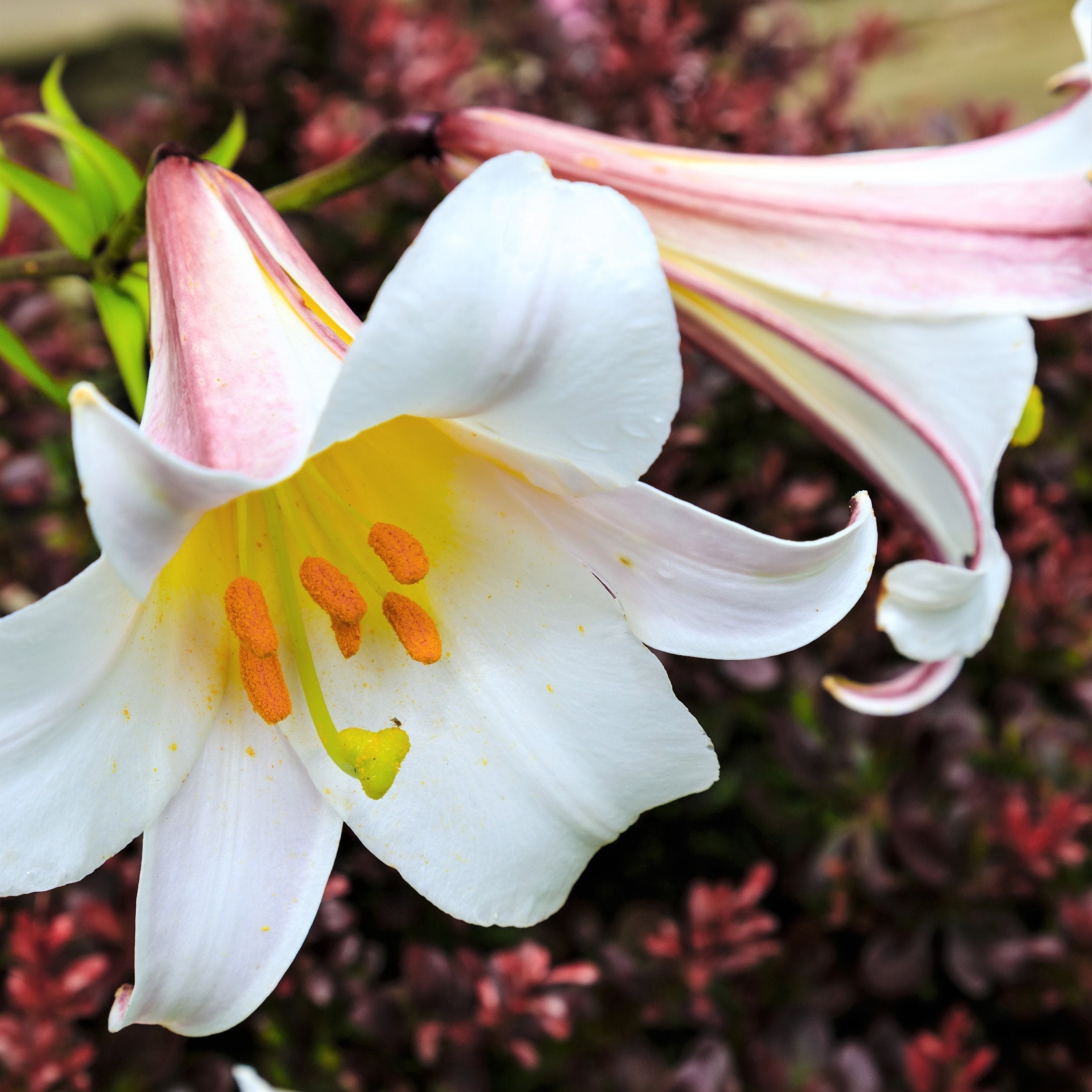 Lilium - Trumpet Lily Regale