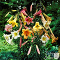 Lilium - Trumpet Lily Big Band Collection