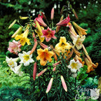 Lilium - Trumpet Lily Big Band Collection
