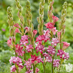 Tuberose - Cherry