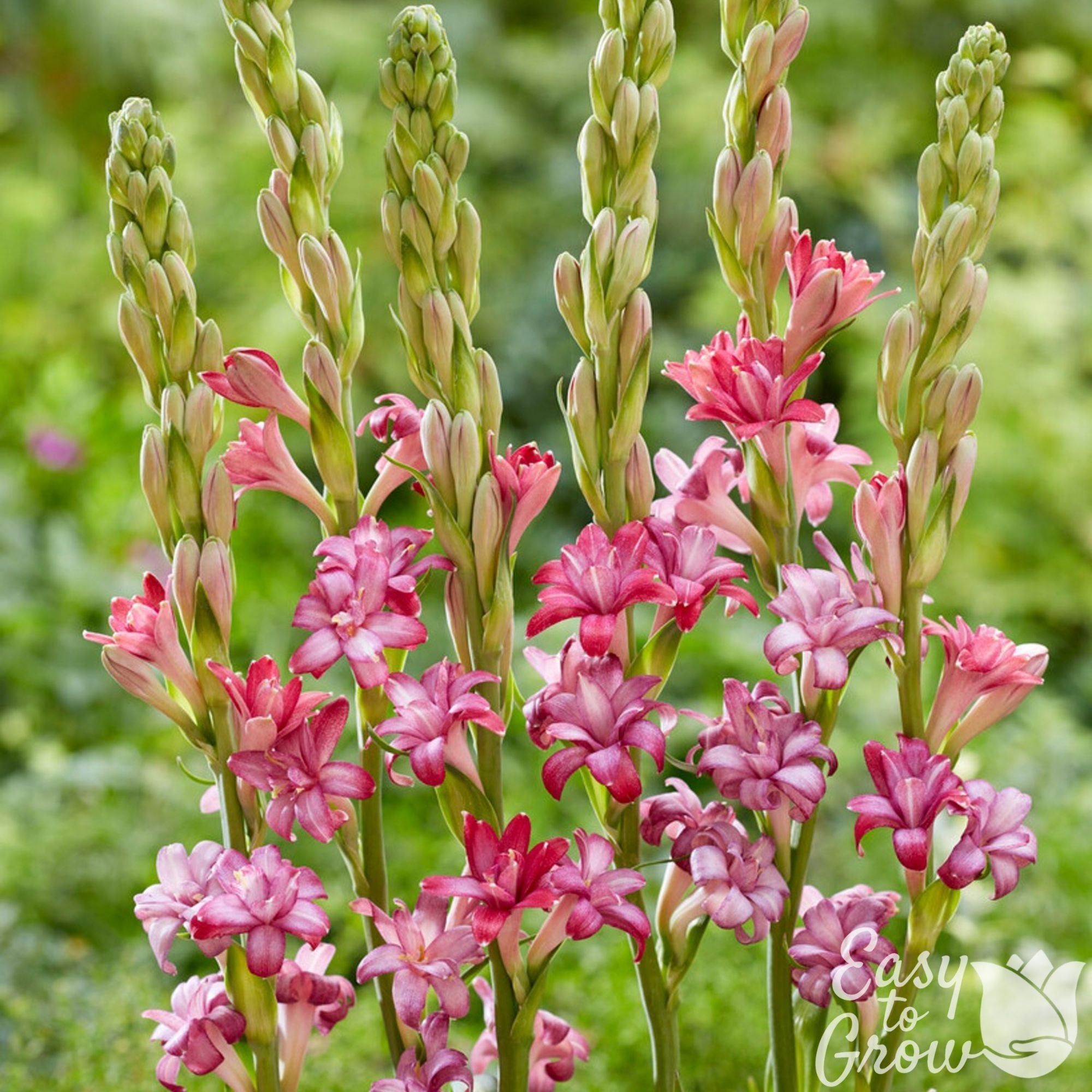 Tuberose - Cherry