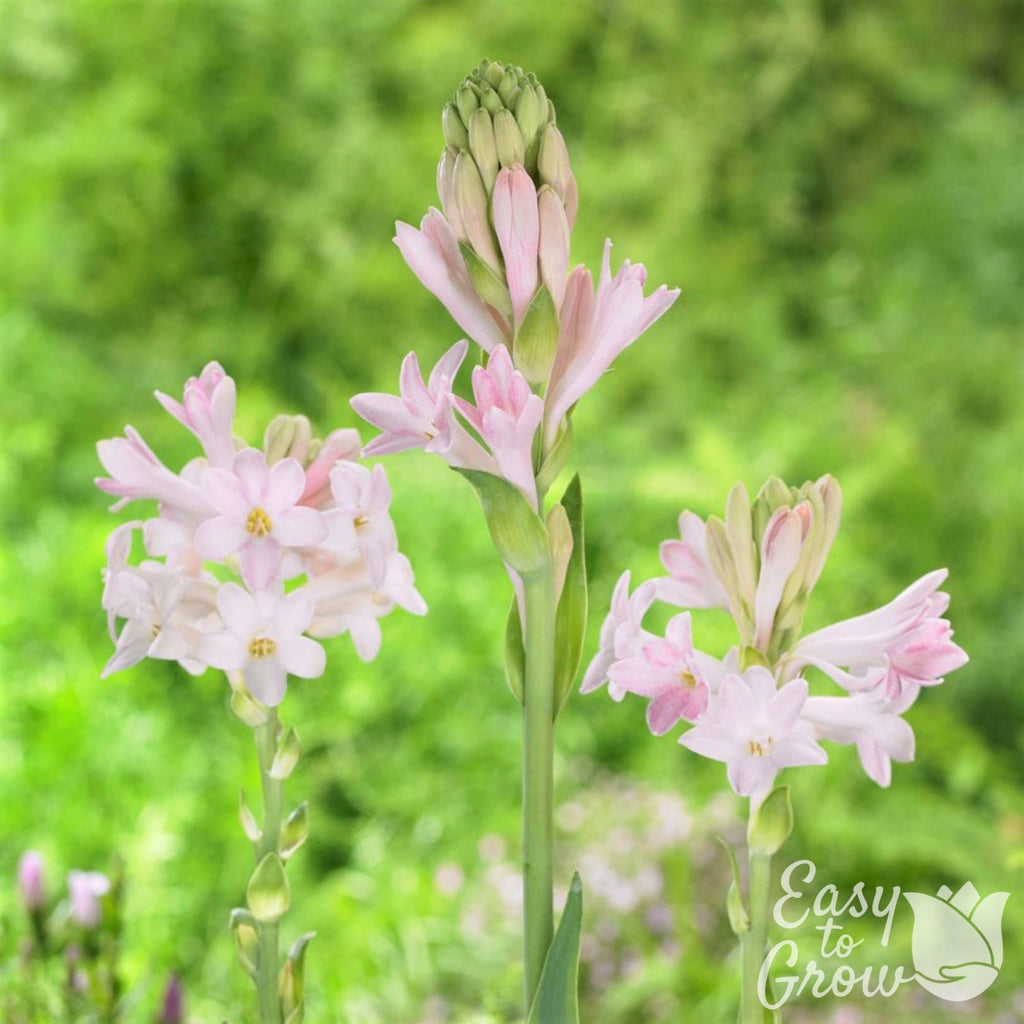 Tuberose - Sensation