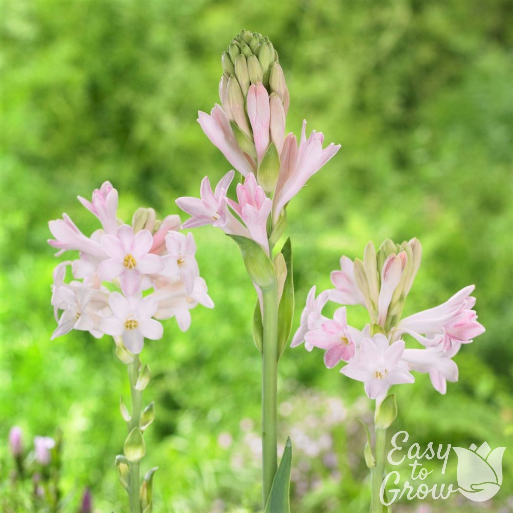 Tuberose - Sensation
