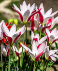 Peppermintstick Species Tulip - 10 bulbs