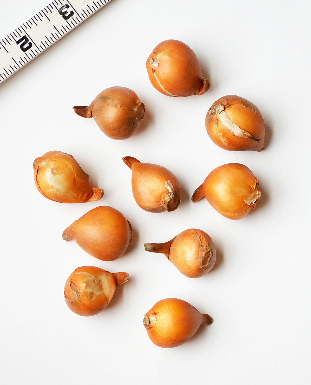 Tarda Species Tulip - 10 bulbs