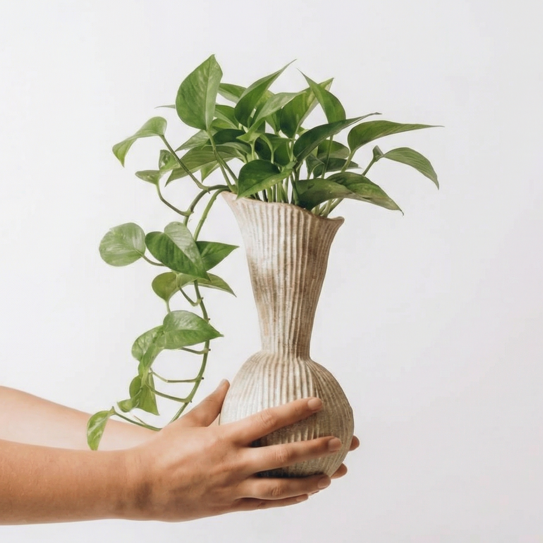 Everly Terracotta Vase, Hand-painted in Sandwashed Ivory or Jet Black, 4.7"D x 10.6"H