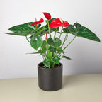 Anthurium 'Red'